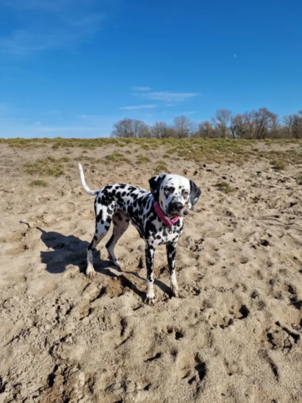Marla, Blankenfelde-Mahlow