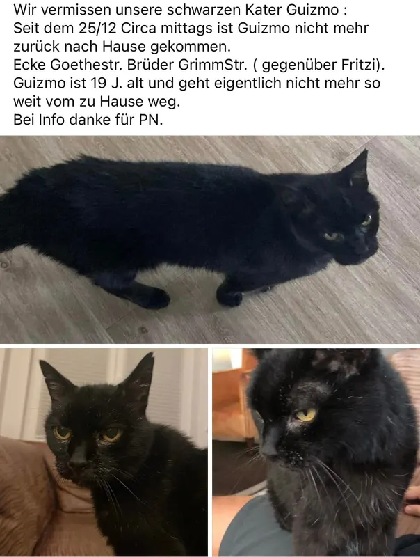 Guizmo, Seligenstadt