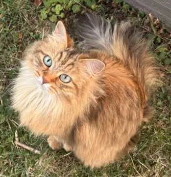 Ella, Gäufelden