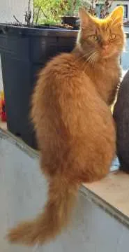 Simba, Horb am Neckar