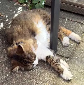 Ozzy, Wuppertal