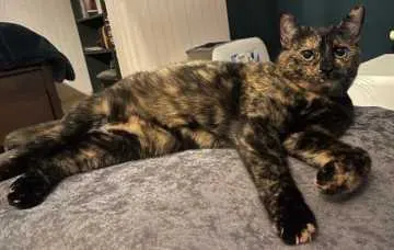 Luna, Kriftel