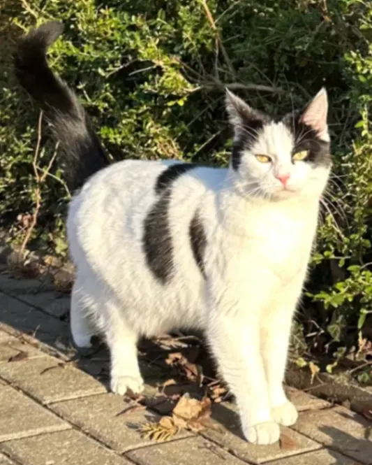 Charlie, Wismar