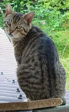 Mortimer, Uhingen
