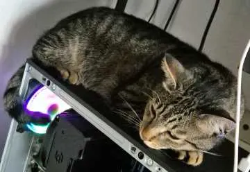 Sammy, Papenburg