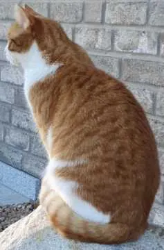 Bert, Melle