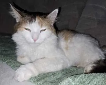 Molly, Reinsdorf