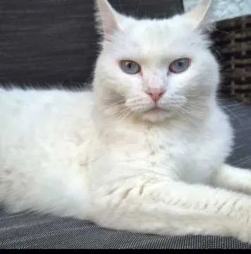 Kitty, Netphen