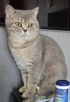 Choki, Homburg