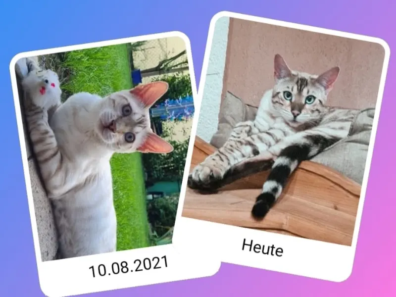 Mailoh, Waldkraiburg
