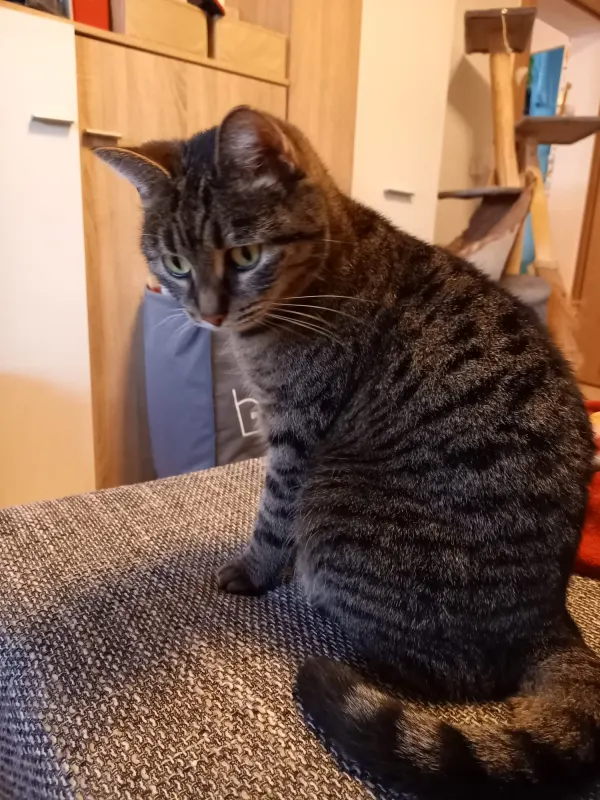 Ellie, Lubnjow