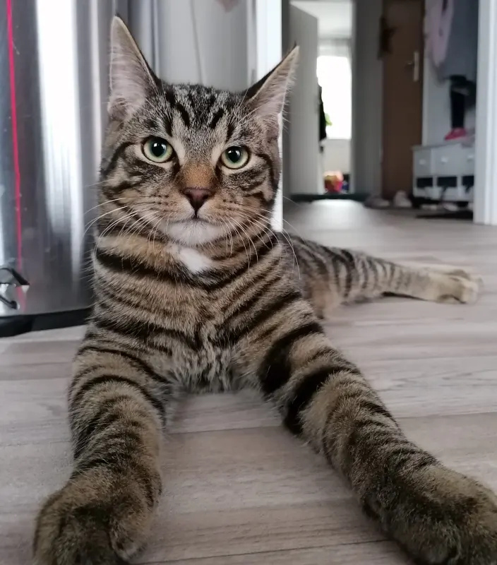 Leo, Lubnjow