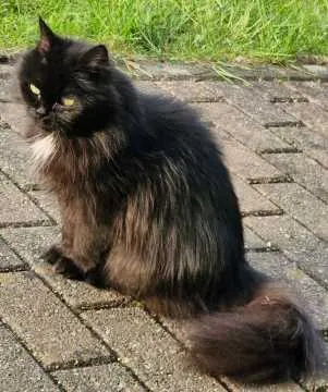 Phoebe, Inden