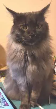 Dusty, Bruchköbel