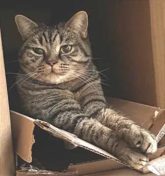 Simba, Althengstett