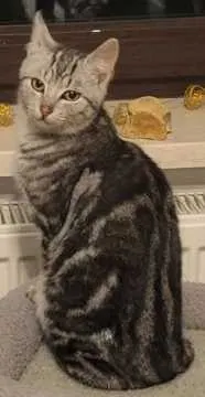 Simba, Kabelsketal