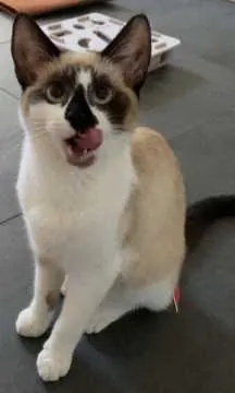 Nala, Zülpich