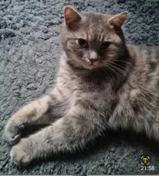 Benji, Oerlinghausen