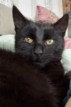 Charlie, Priestewitz