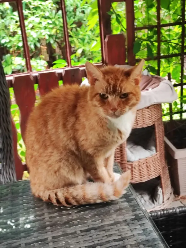 Timmy, Schwedt (Oder)