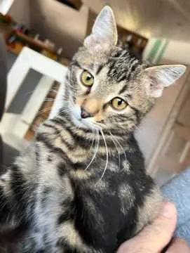 Thor, Günzburg
