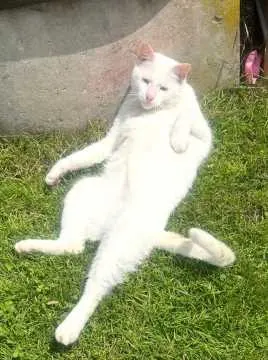Bubu, Roth