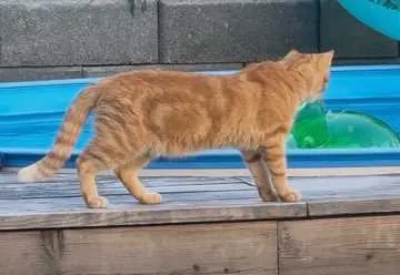Garfield, Passau