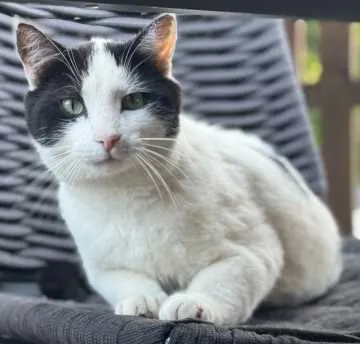 Oskar, Köln
