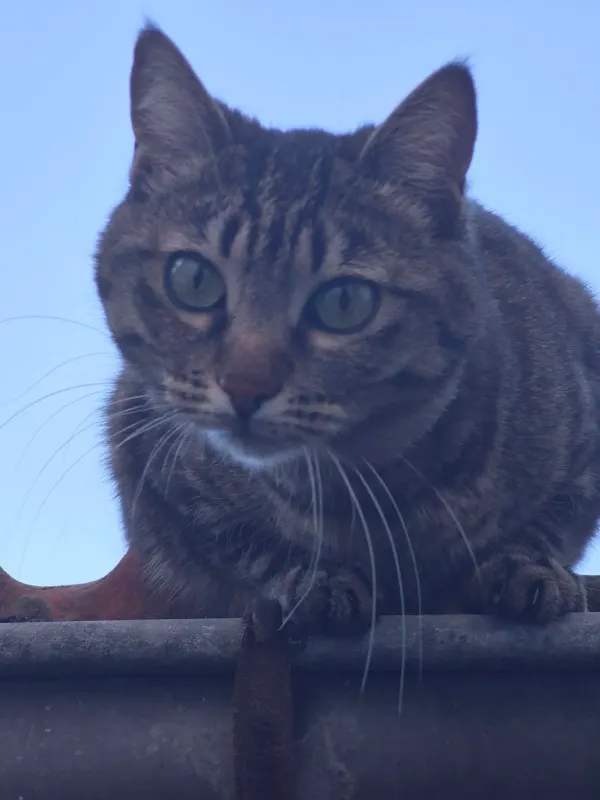 Pompon, Cavaillon