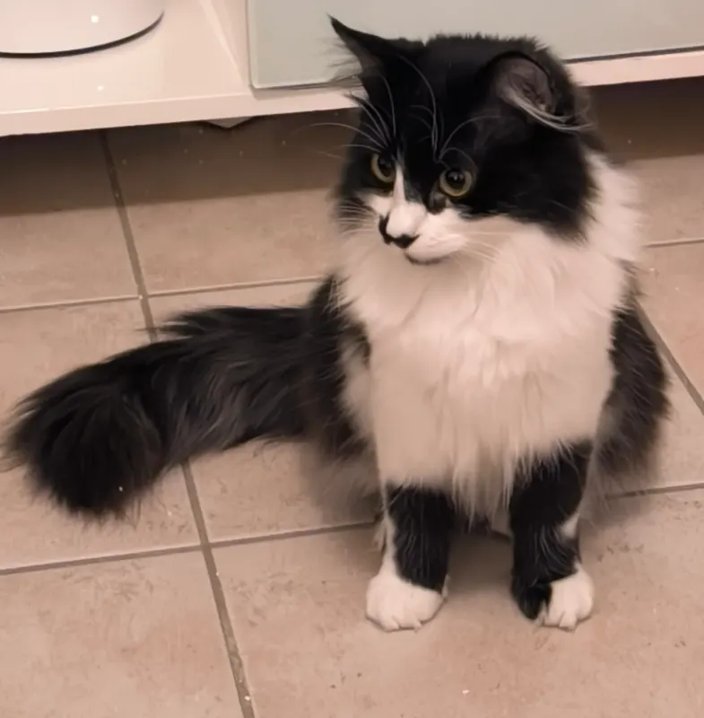 Suki, Cavaillon