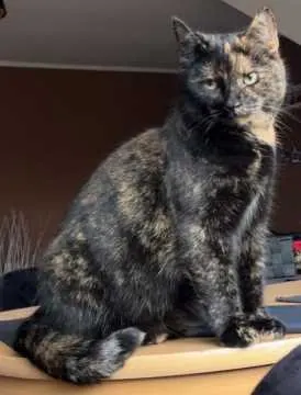 Teddy, Wallenhorst