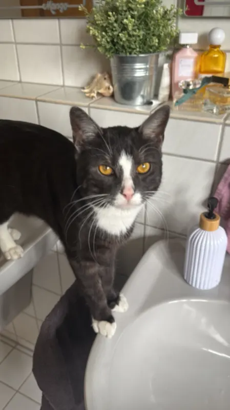 Hugo, Backnang
