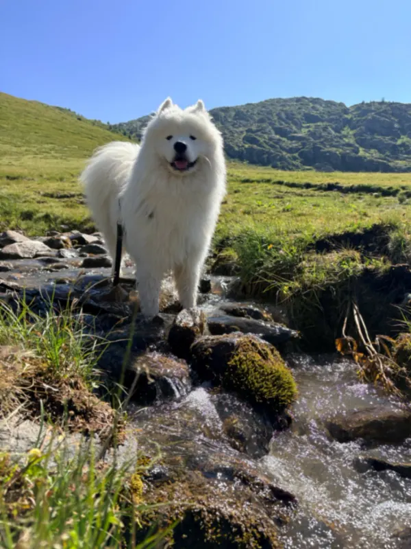 Alpha, Villeparisis