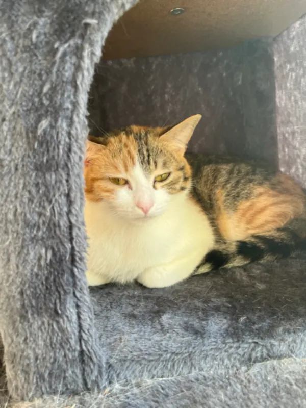 Nala, Bad Reichenhall