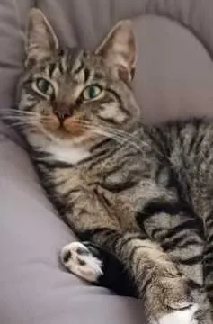 Rudi, Oldenburg