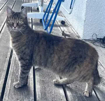 Khaleesi, Balingen