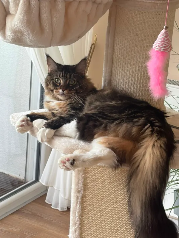 Pearl, Achern