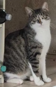 Loki, Boffzen