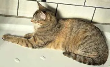Lucy, Bedburg-Hau
