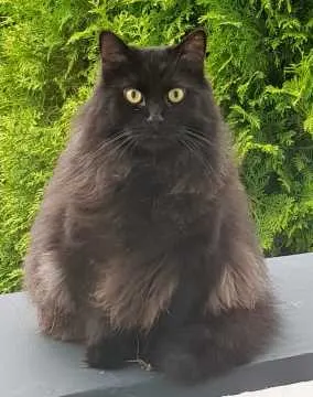 Berlioz, Wassenberg