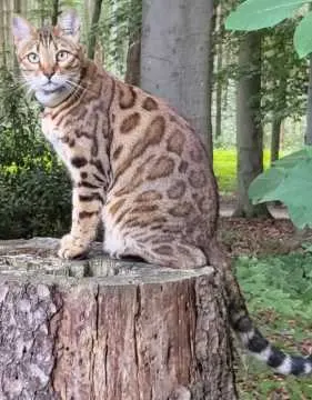 Maja, Leer (Ostfriesland)