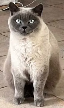 Leo, Willstätt