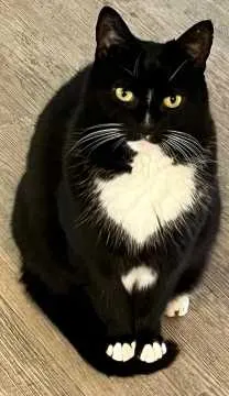 Pippa, Dülmen