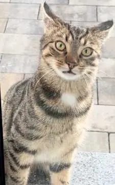 Simba, Bielefeld
