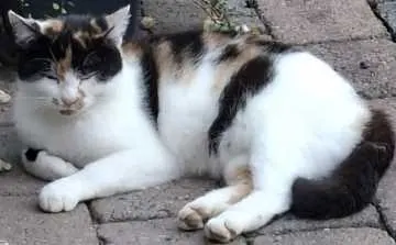 Findus, Bocholt