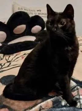 Blacky, Krüden