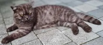 Filou, Frankfurt (Oder)