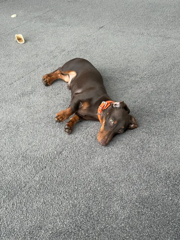Loulou, Niederrad