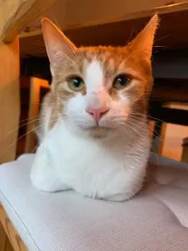 Pepper, Gütersloh