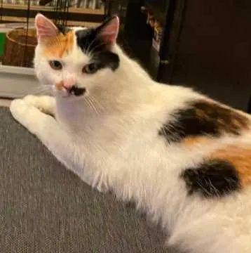 Luna, Bodolz